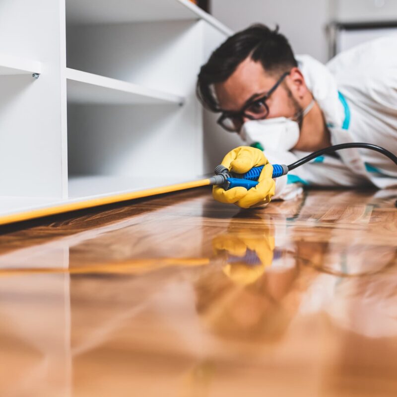 Comment savoir si l&#8217;on a des punaises de lit chez soi ? Bischwiller 2