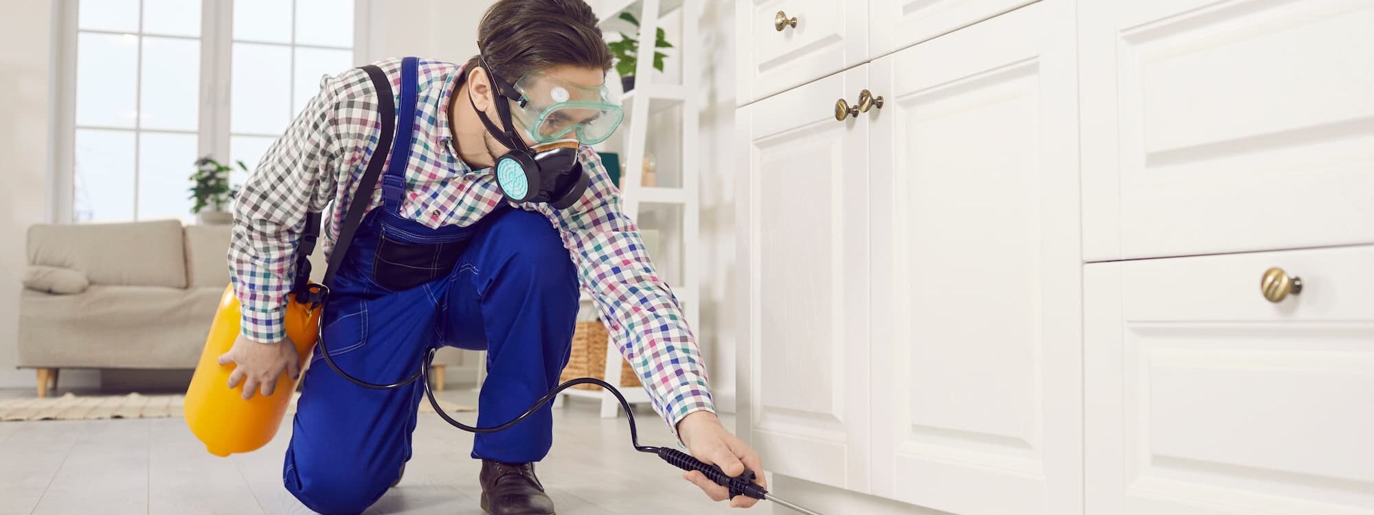 Quels sont les dangers de la prolifération de blattes chez soi ? Obernai