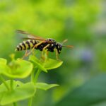 Traitement et destruction de nids de guêpes et frelons à proximité de Strasbourg et Schiltigheim Bischheim 5
