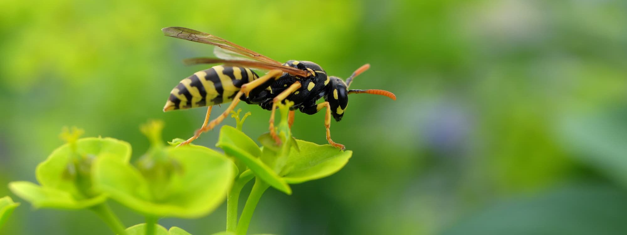 Comment protéger sa maison des invasions d&#8217;insectes à la fin de l&#8217;été ? Bischheim