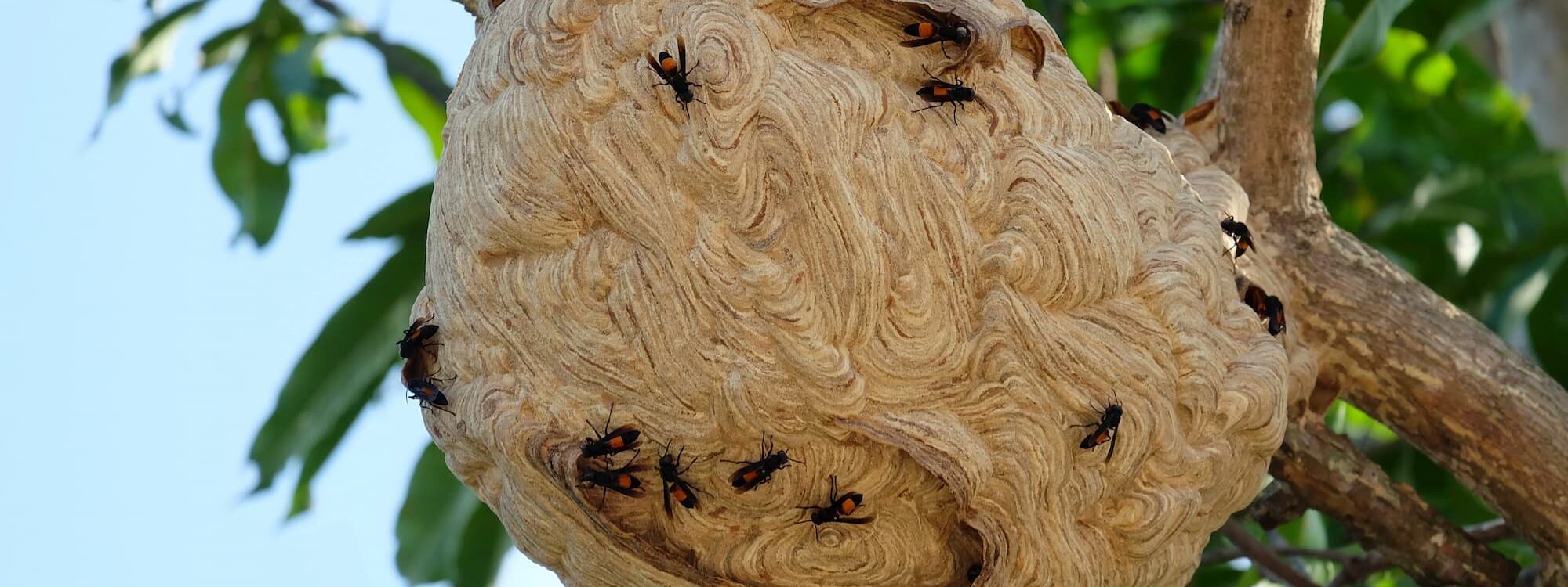 Que faire si l’on découvre un nid de frelons près de chez soi ? Haguenau