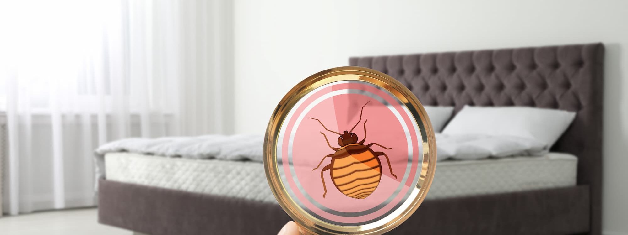 PUNAISES DE LIT 2 2000X750 | Allo nuisible Punaises de lit : 3 astuces pour prévenir leur propagation Erstein