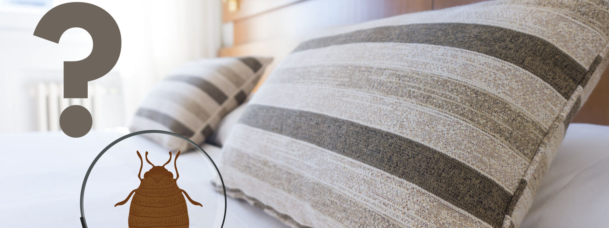 Punaises de lit et voyage : comment éviter de ramener des nuisibles dans ses bagages ? Saverne