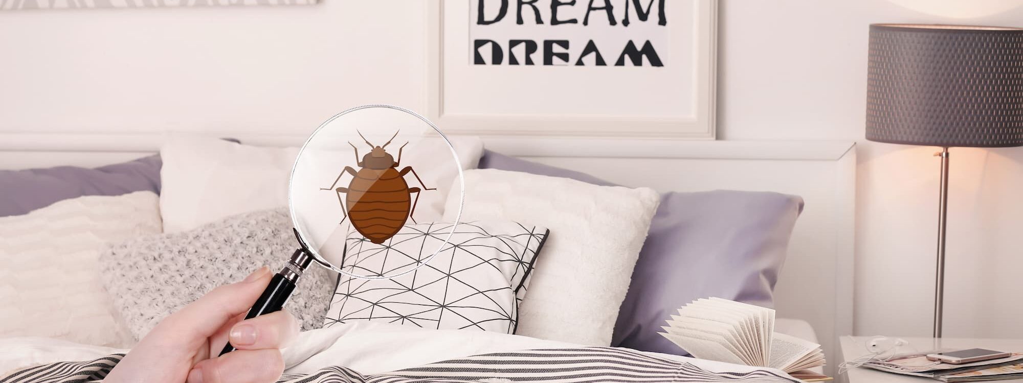 Punaises de lit : comment les reconnaître, les éviter et s’en débarrasser efficacement en 2025 Lingolsheim