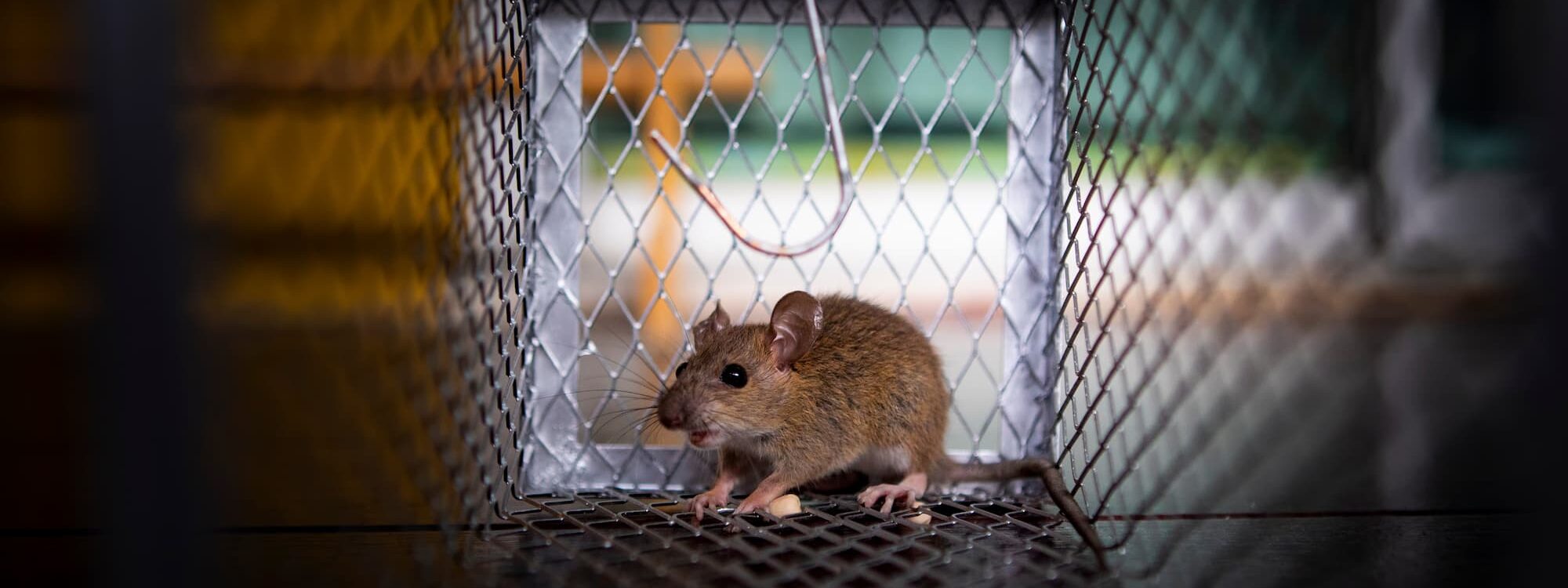 Les rats et souris peuvent-ils nous attaquer ? Haguenau