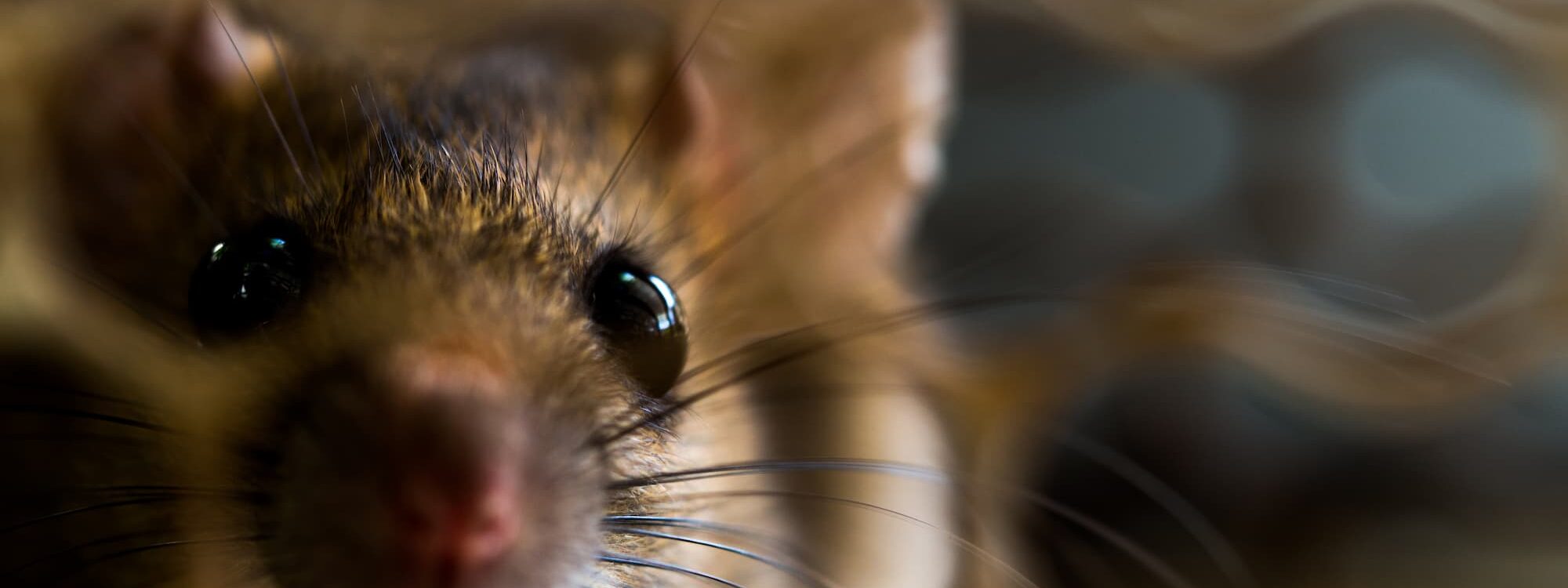 Service de dératisation professionnelle dans les secteurs de Strasbourg, Lingolsheim et leurs environs Saverne