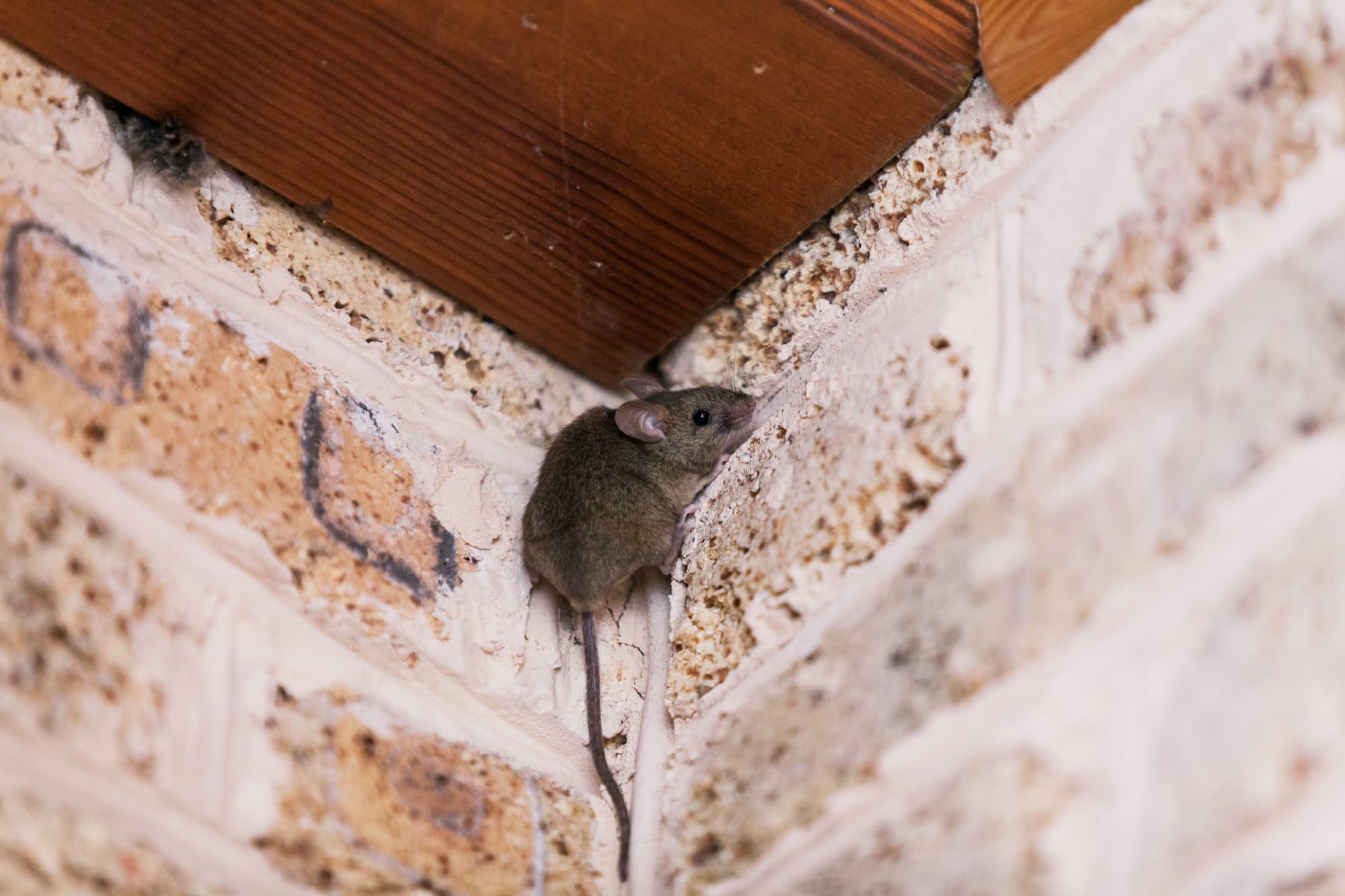 Pourquoi les rongeurs s&#8217;installent-ils dans les murs et plafonds ? Schiltigheim