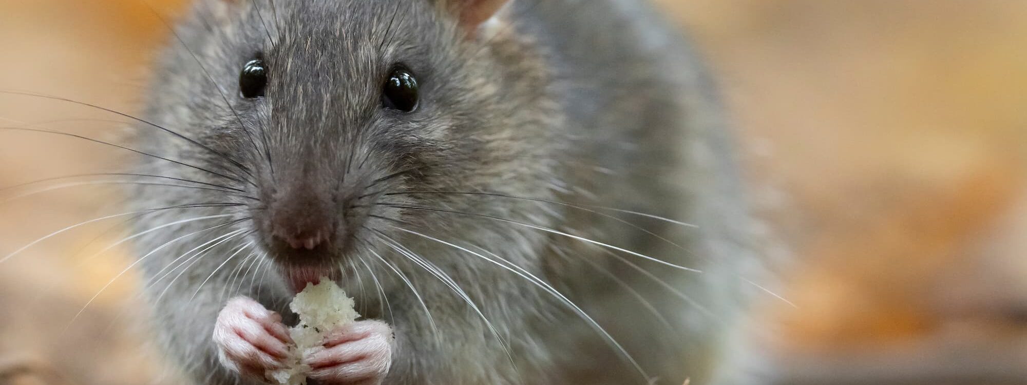 RAT MANGE VIVRES 2000X750 | Allo nuisible Quels sont les risques sanitaires liés à la présence de rats et de souris dans les habitations ? Illkirch-Graffenstaden