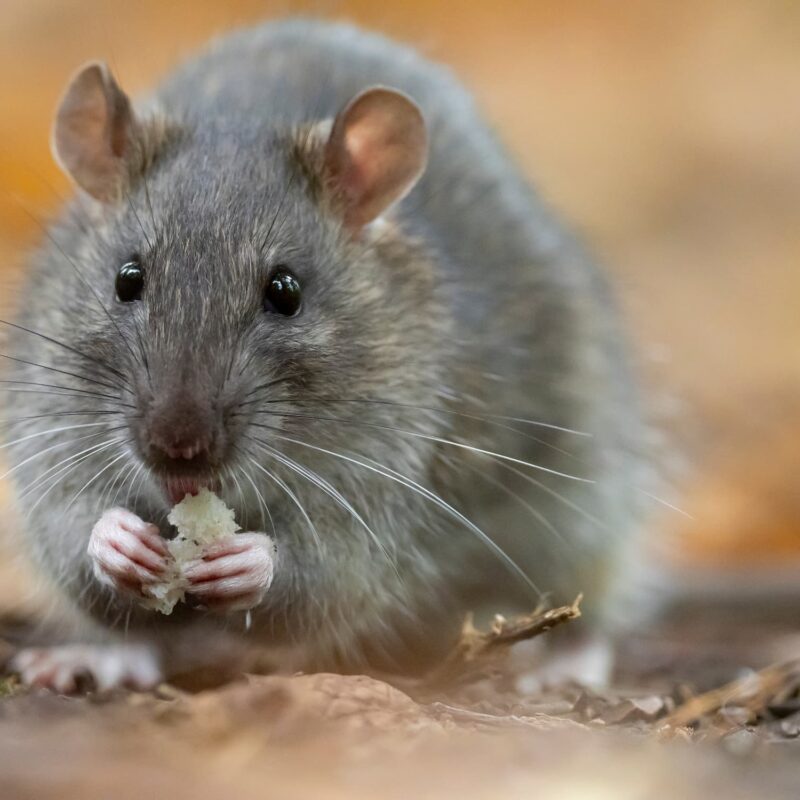 Service de dératisation professionnelle dans les secteurs de Strasbourg, Lingolsheim et leurs environs Illkirch-Graffenstaden 9