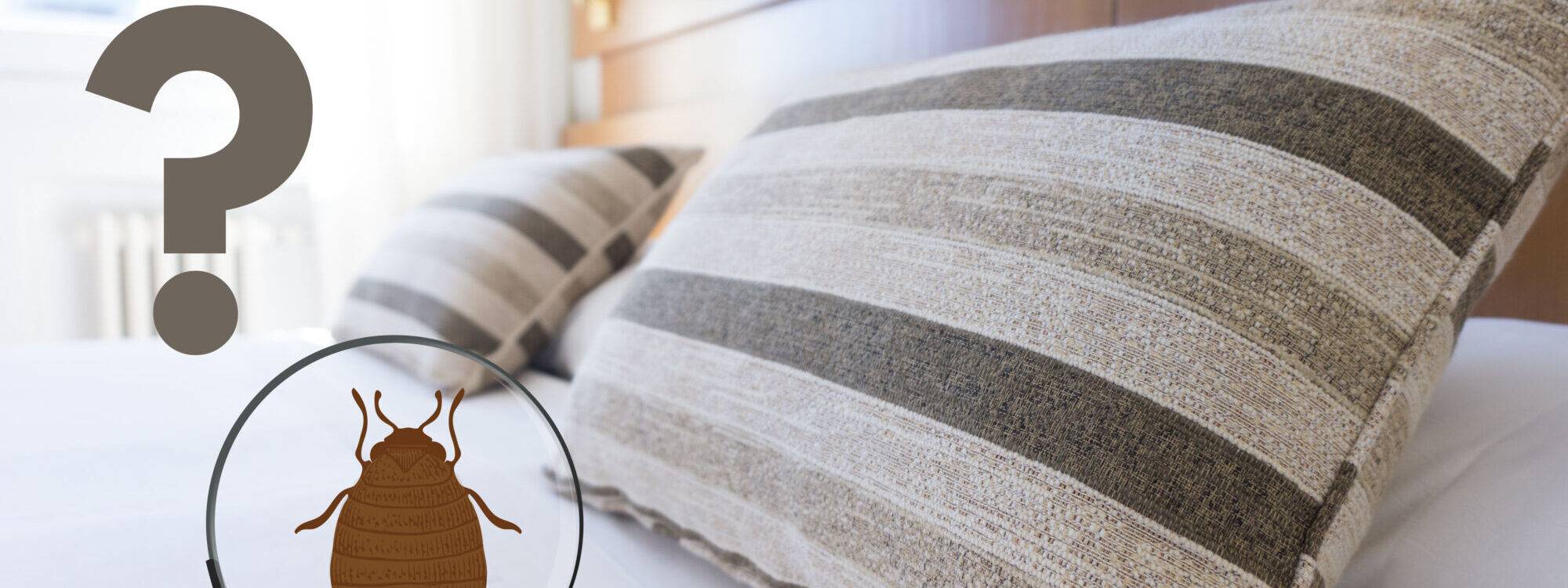 Punaises de lit et voyage : comment éviter de ramener des nuisibles dans ses bagages ? Saverne