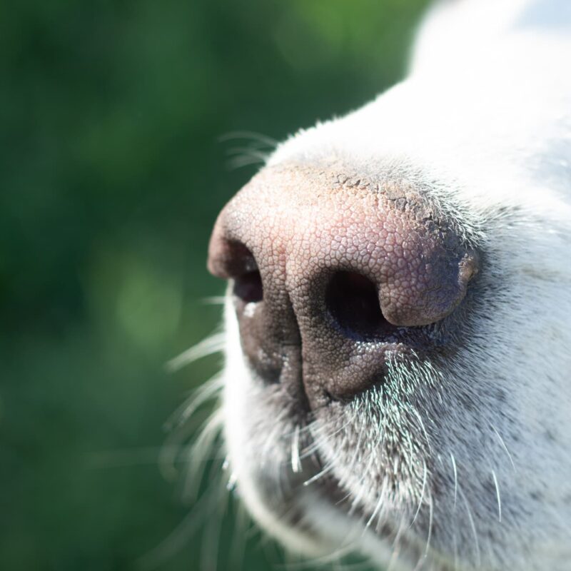Détection canine des punaises de lit à Strasbourg et proche de Schiltigheim Schiltigheim 10