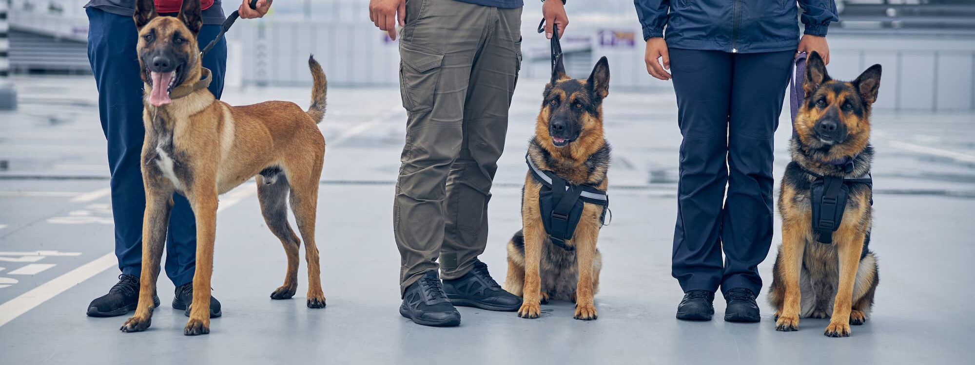 Détection canine des punaises de lit à Strasbourg et proche de Schiltigheim Sélestat