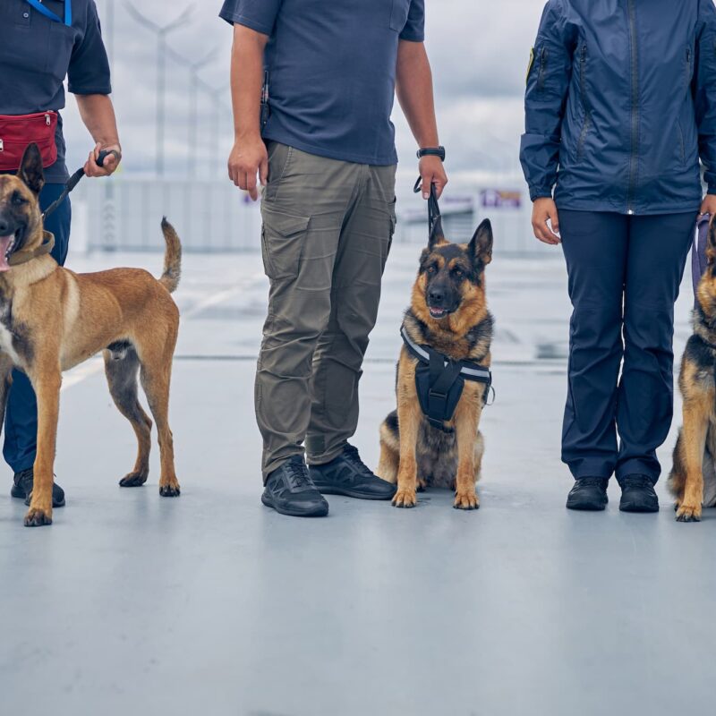 Détection canine des punaises de lit à Strasbourg et proche de Schiltigheim Sélestat 12
