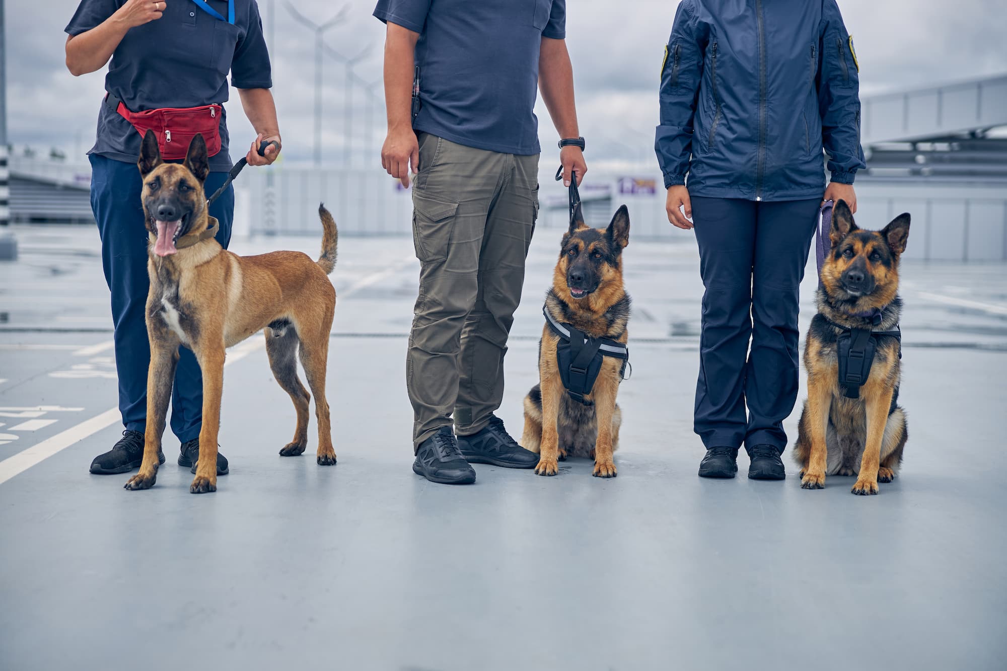 Détection canine des punaises de lit à Strasbourg et proche de Schiltigheim Sélestat
