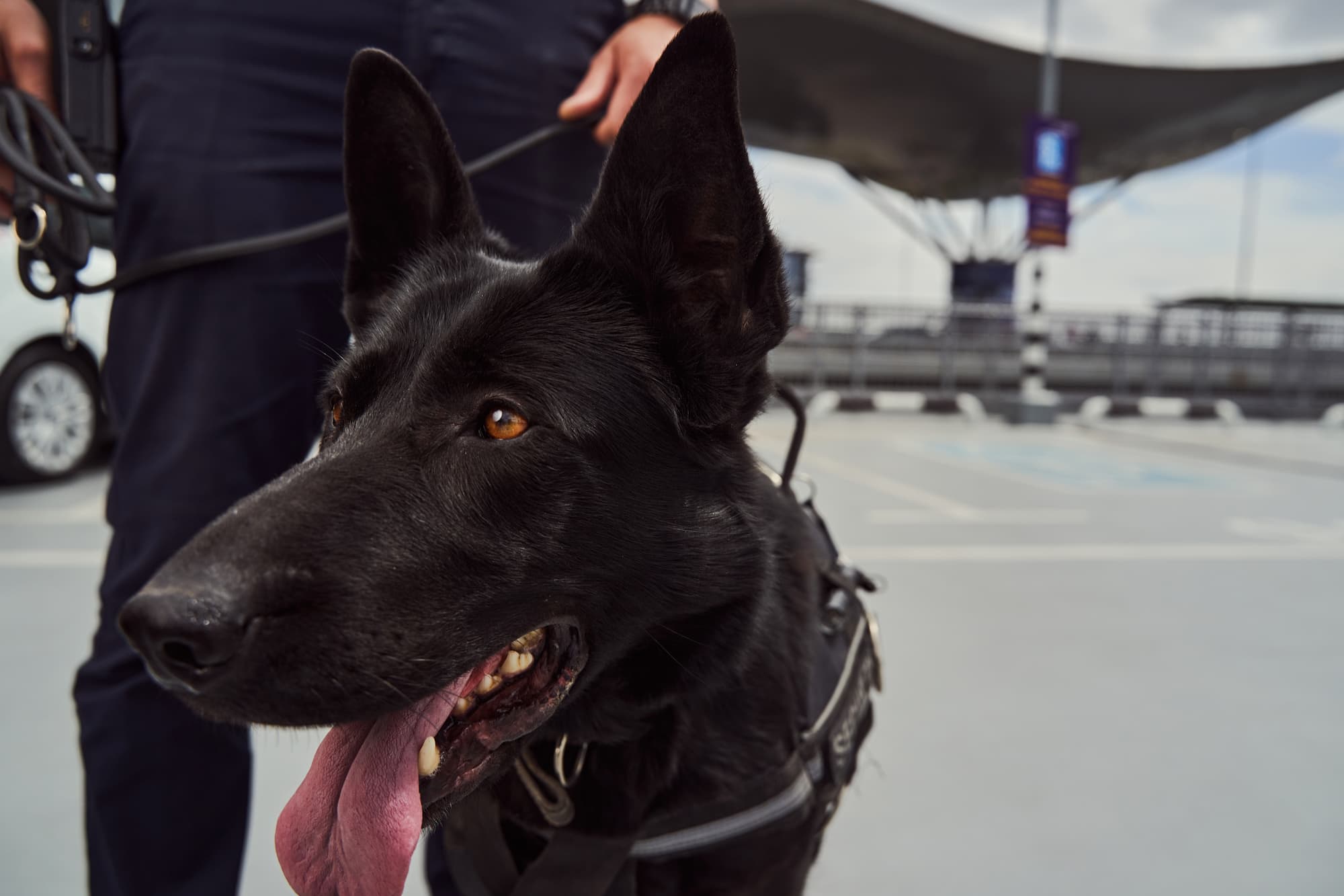 Détection canine des punaises de lit à Strasbourg et proche de Schiltigheim Ostwald 9