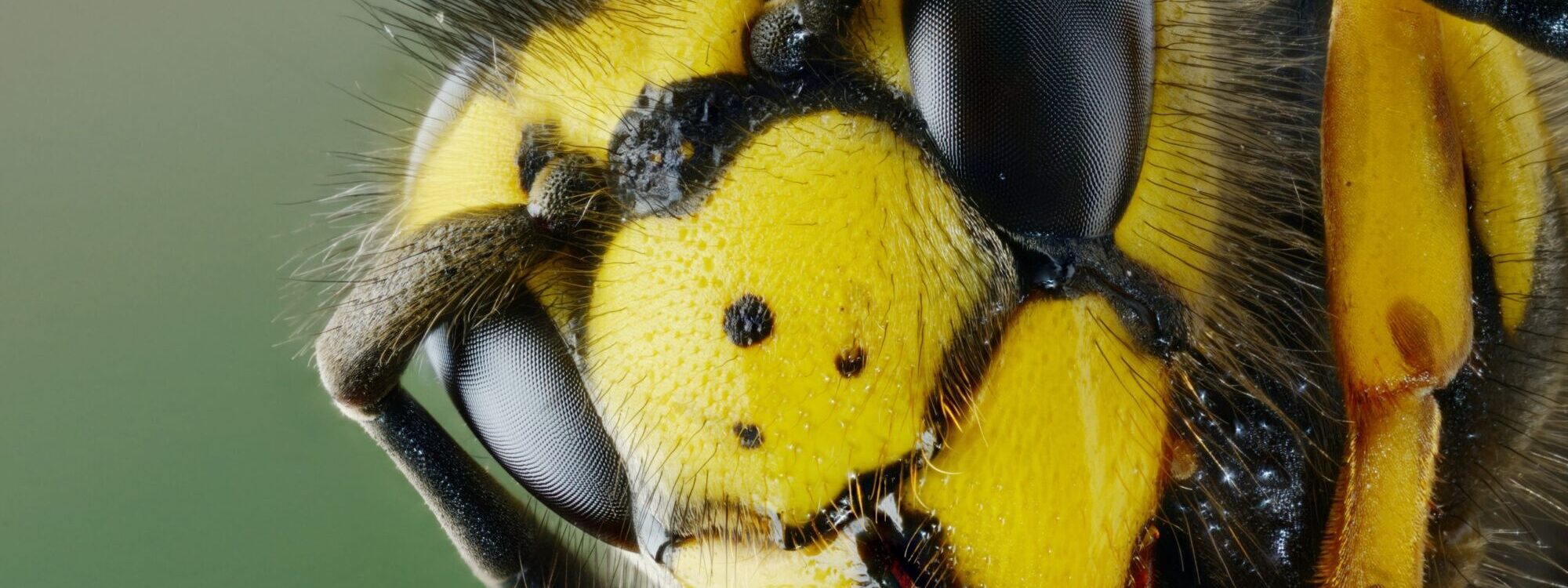 TETE DE GUEPE SCALED GUEPE DE PRES CARACTERISTIQUES WASP NEST HOUSE FRELON NID DE FRELONS NID DE GUEPE RESTAURANT CAFE ALSACE BAS RHIN STRASBOURG CAFARD RAT PUNAISE DE LIT HOTEL GUEPE 67 57 2000X750 | Allo nuisible Guêpes, Frelons ou Abeilles : comment bien les identifier pour mieux s’en protéger ? Schiltigheim