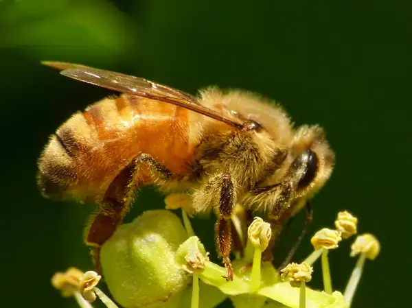 ABEILLE DE PRES CARACTERISTIQUES WASP NEST HOUSE FRELON NID DE FRELONS NID DE GUEPE RESTAURANT CAFE ALSACE BAS RHIN STRASBOURG CAFARD RAT PUNAISE DE LIT HOTEL GUEPE 67 57 2 | Allo nuisible Guêpes, Frelons ou Abeilles : comment bien les identifier pour mieux s’en protéger ? Illkirch-Graffenstaden 1