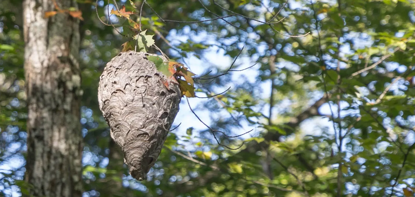 Interventions Guêpes et Frelons : Méthodes, Enjeux et Expertise Locale Illkirch-Graffenstaden
