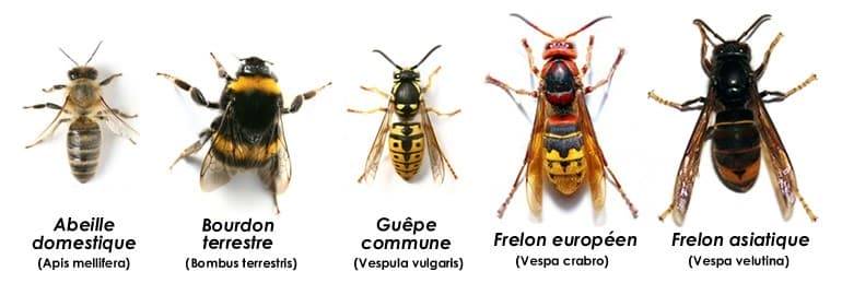 COMMENT DIFFERENCIER UNE GUEPE DUN FRELON OU DUNE ABEILLE FRELON ASIATIQUE DE PRES CARACTERISTIQUES WASP NEST HOUSE FRELON NID DE FRELONS NID DE GUEPE RESTAURANT CAFE ALSACE BAS RHIN STRASBOURG CAFARD | Allo nuisible Guêpes, Frelons ou Abeilles : comment bien les identifier pour mieux s’en protéger ? Strasbourg 5