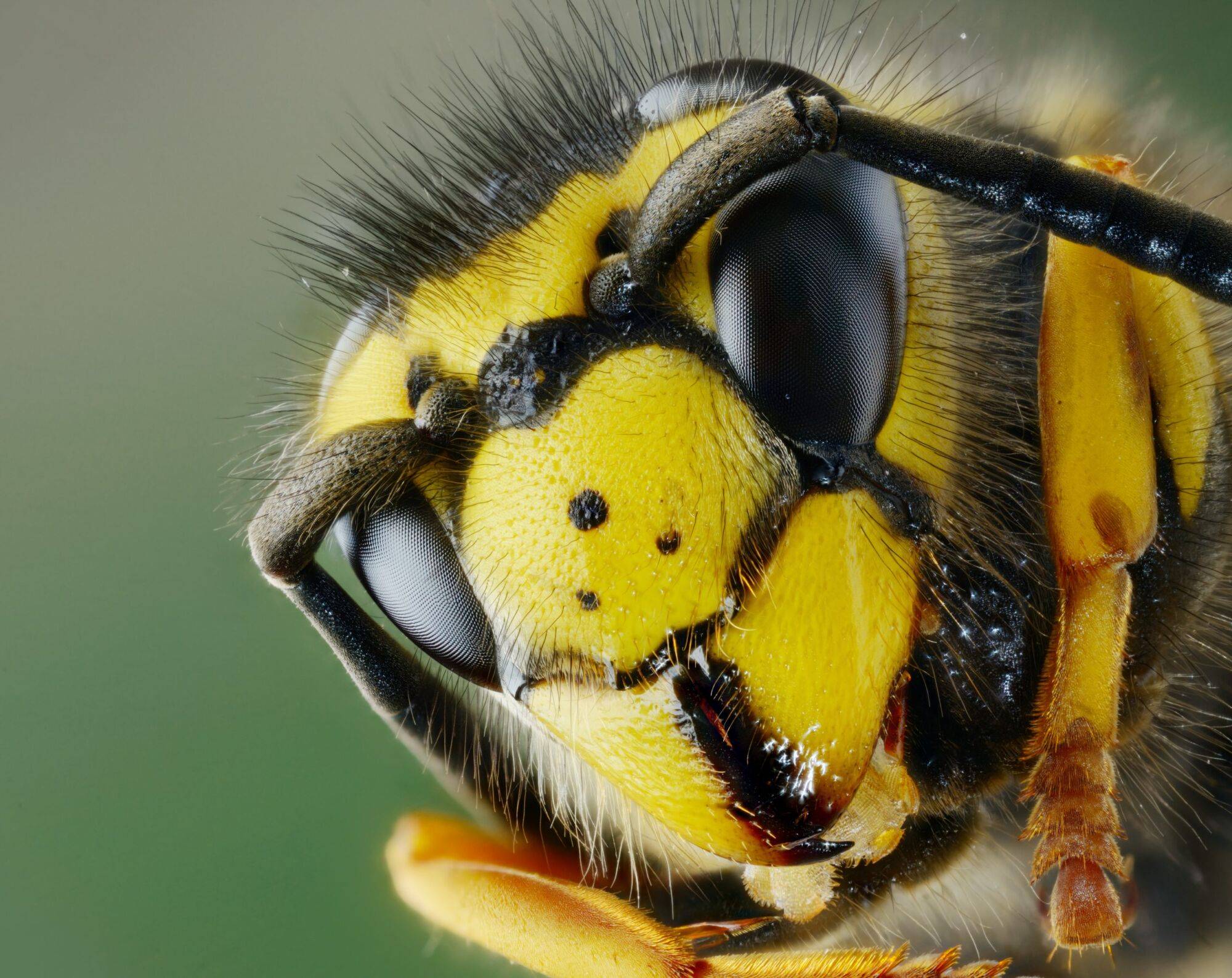Guêpes, Frelons ou Abeilles : comment bien les identifier pour mieux s’en protéger ? Schiltigheim