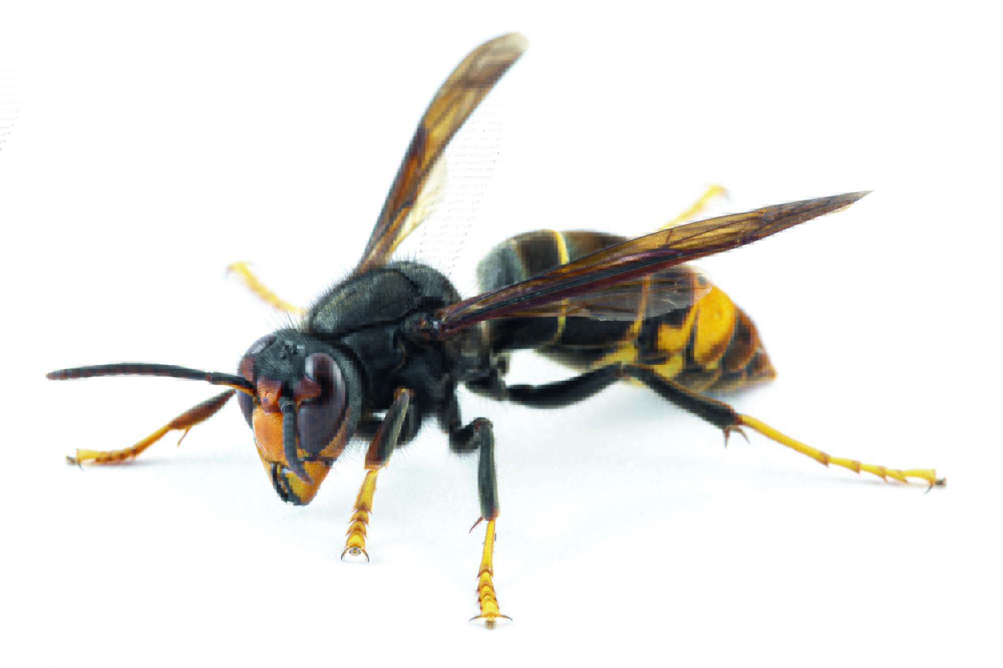 Guêpes, Frelons ou Abeilles : comment bien les identifier pour mieux s’en protéger ? Lingolsheim 3