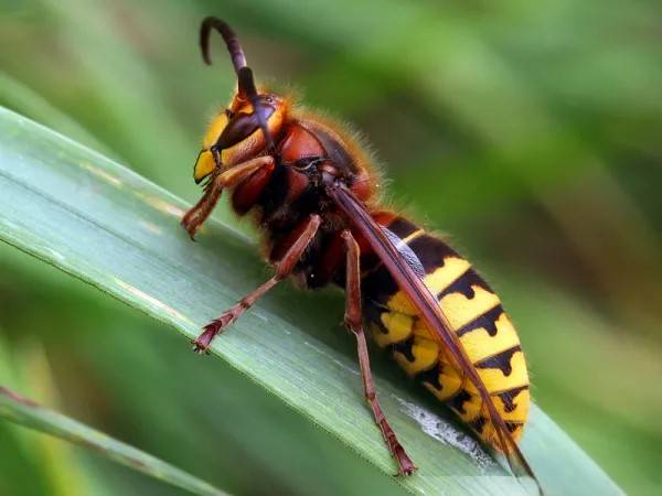 Guêpes, Frelons ou Abeilles : comment bien les identifier pour mieux s’en protéger ? Sélestat 2