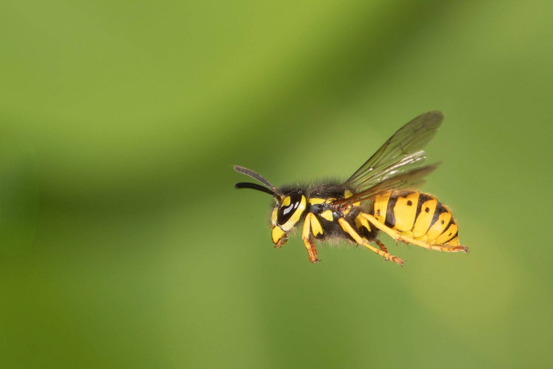 GUEPE DE PRES CARACTERISTIQUES WASP NEST HOUSE FRELON NID DE FRELONS NID DE GUEPE RESTAURANT CAFE ALSACE BAS RHIN STRASBOURG CAFARD RAT PUNAISE DE LIT HOTEL GUEPE 67 57 | Allo nuisible Guêpes, Frelons ou Abeilles : comment bien les identifier pour mieux s’en protéger ? Erstein 4