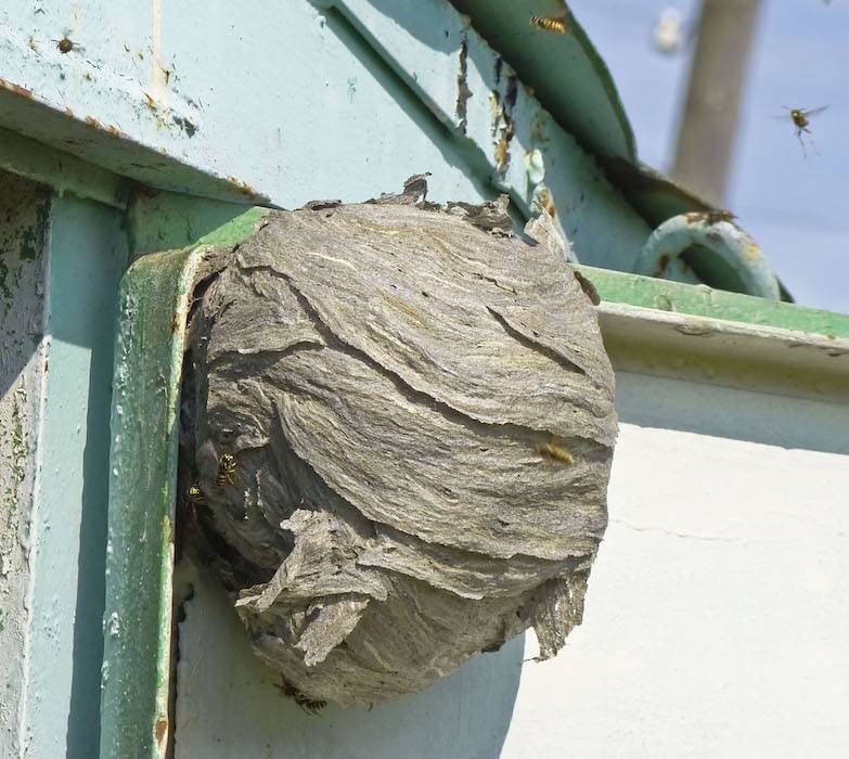 HORNETS_NEST HORNET NEST IN TREE GUEPE DE PRES CARACTERISTIQUES WASP NEST HOUSE FRELON NID DE FRELONS NID DE GUEPE RESTAURANT CAFE ALSACE BAS RHIN STRASBOURG CAFARD RAT PUNAISE DE LIT HOTEL GUEPE 67 57 | Allo nuisible Interventions Guêpes et Frelons : Méthodes, Enjeux et Expertise Locale Bischheim 1